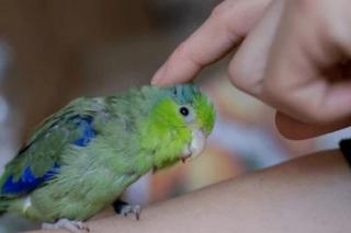 Wróbliczka szaroskrzydła