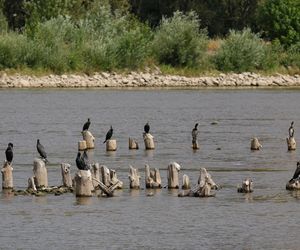 Rekordowo niski stan wody w Wiśle w Warszawie (23.08.2025)