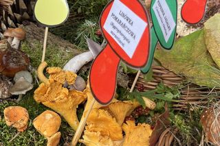 Grzybowe święto w Lublinie. Plac Litewski zamienił się w las pełen grzybów.