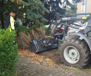 Bukszpany zrobiły miejsce na pomnik