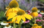 Jeżówka purpurowa 'Sombrero Yellow'