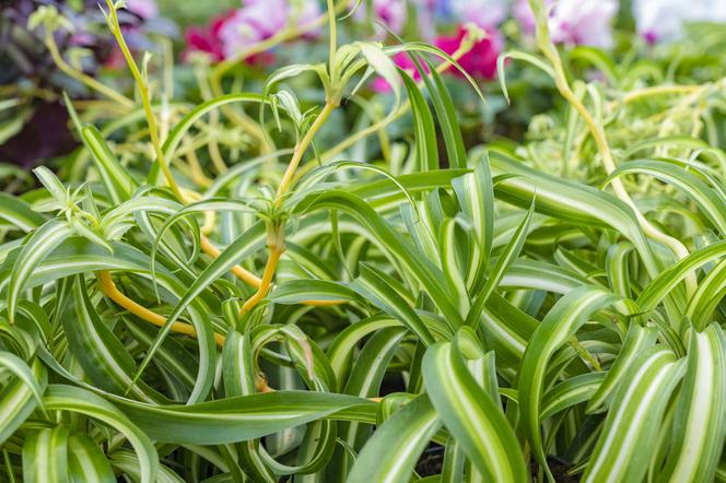 Zielistka Sternberga