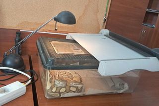 .Pyton królewski w kuchni łodzianki. Nietypowa interwencja Animal Patrolu