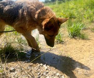 Kiara czeka na adopcję w zamojskim Schronisku dla bezdomnych zwierząt w Zamościu