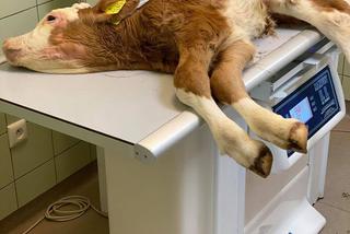 Cielak Pawełek musi nauczyć się chodzić [ZDJĘCIA