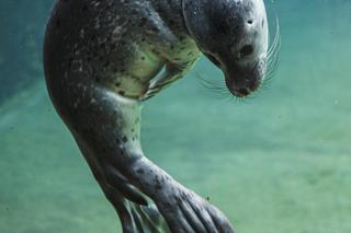 We wrocławskim zoo urodziły się dwie foki pospolite