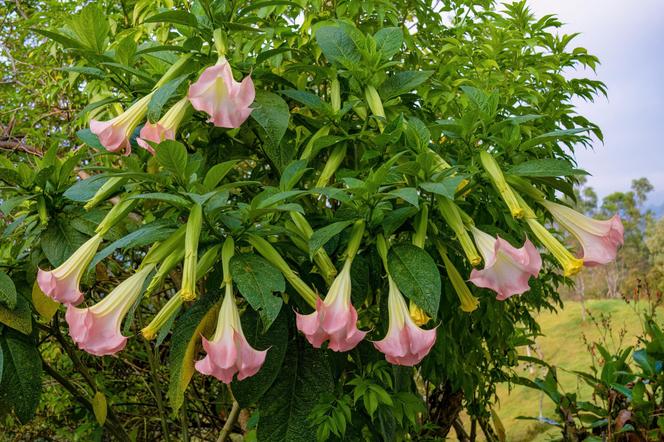 Niesamowita Datura. Zdjęcia