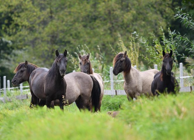 Ponidzie. Konik polski