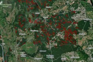 Wycinka lasów w Szczecinie i regionie 