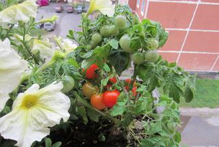Warzywa na balkonie