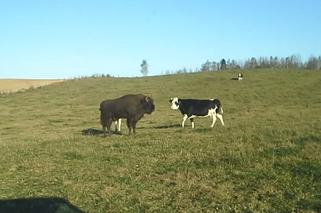 Żubr-lowelas podrywał krowy na Mazurach 