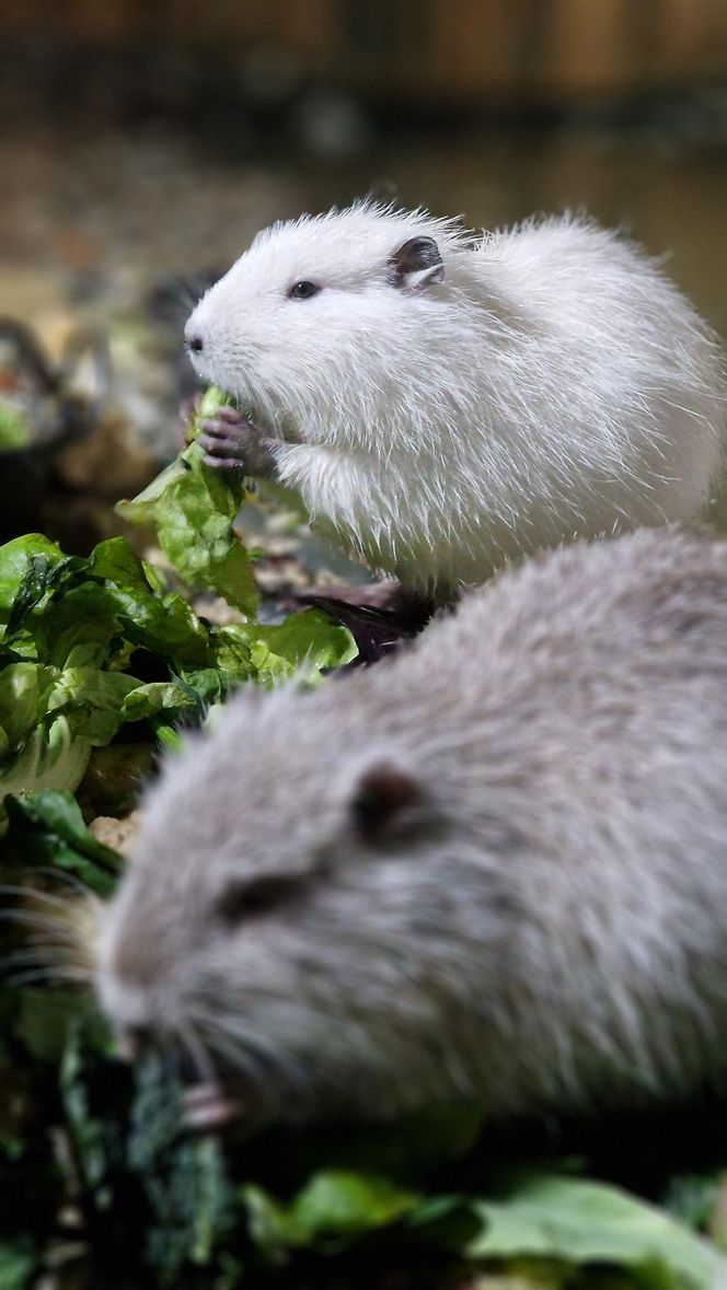 Nutrie w Nutrowisku potrzebują pomocy