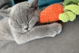 30 śmiesznych kotków, które poprawią Ci humor! Ta galeria roztopi każde serce 