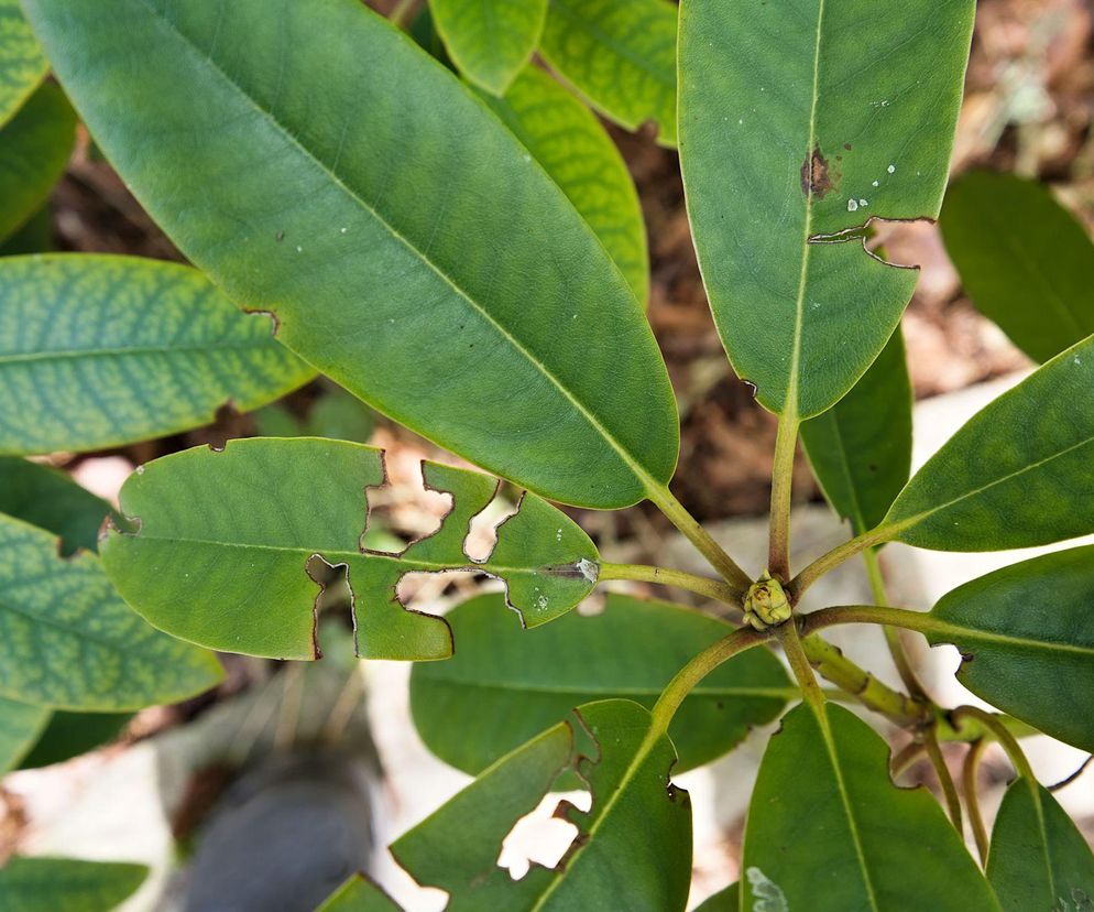 rododendron dziurawe liście