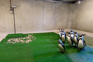 Tak prezentują się pingwiny w śląskim ZOO. Kiedy będzie można je odwiedzać? [ZDJĘCIA, AUDIO, WIDEO]