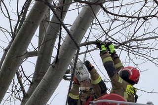 Dźwig runął na posesję pod Warszawą. Powalił kilka drzew i rąbnął w sieć energetyczną 