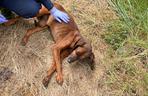 Policjanci z Goleniowa uratowali porzuconego psa