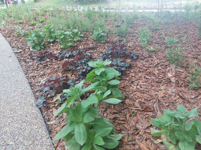 Park im. Szafera w Rzeszowie 