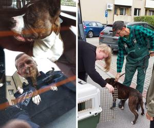 Agresywny pies na placu zabaw schwytany przez pszczyńską policję