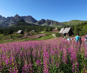Tatry toną w różu! Na Hali Gąsienicowej zakwitła wierzbówka. Chętni na widoki muszą się spieszyć [GALERIA]