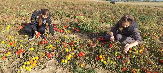 Samozbiory pomidorów na plantacji w Niewirkowie cieszą się powodzeniem