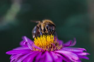 Pszczoła, osa, trzmiel i szerszeń mogą być NIEBEZPIECZNE! Co zrobić, gdy nas użądlą?