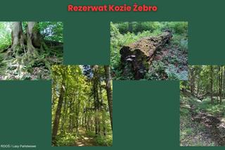 Rezerwat Kozie Żebro