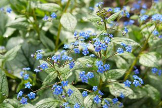 Brunnera wielkolistna