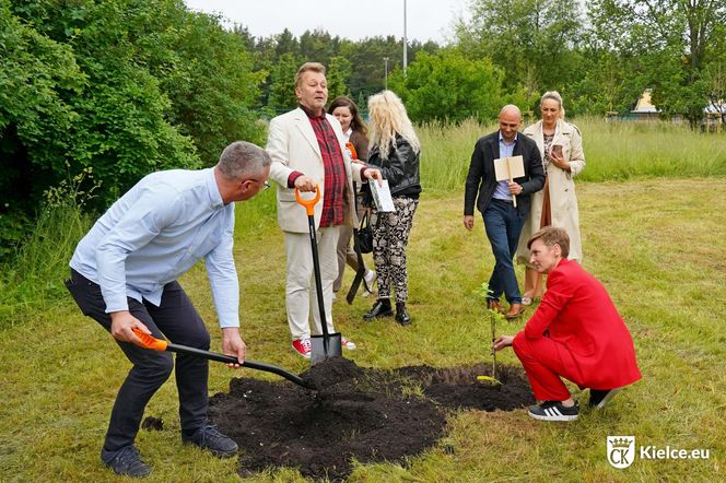 Dąb Kubuś - potomek Bartka - posadzony w Kielcach