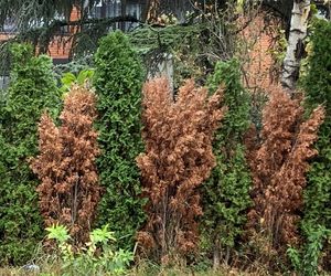 Wymieszaj z wodą i przez cały marzec podlewaj tym tuje. Iglaki przestaną brązowieć i zaczną szybciej rosnąć. Nawożenie tui