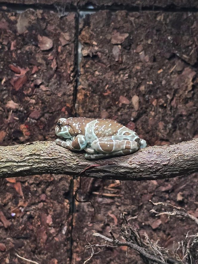 W pawilonie Lasu Deszczowego w Śląskim Ogrodzie Zoologicznym pojawili się nowi mieszkańcy