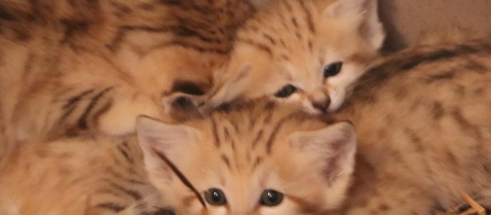 Gdańsk: Koty pustynne przyszły na świat w oliwskim zoo! Zobaczcie jakie słodziaki! [ZDJĘCIA]
