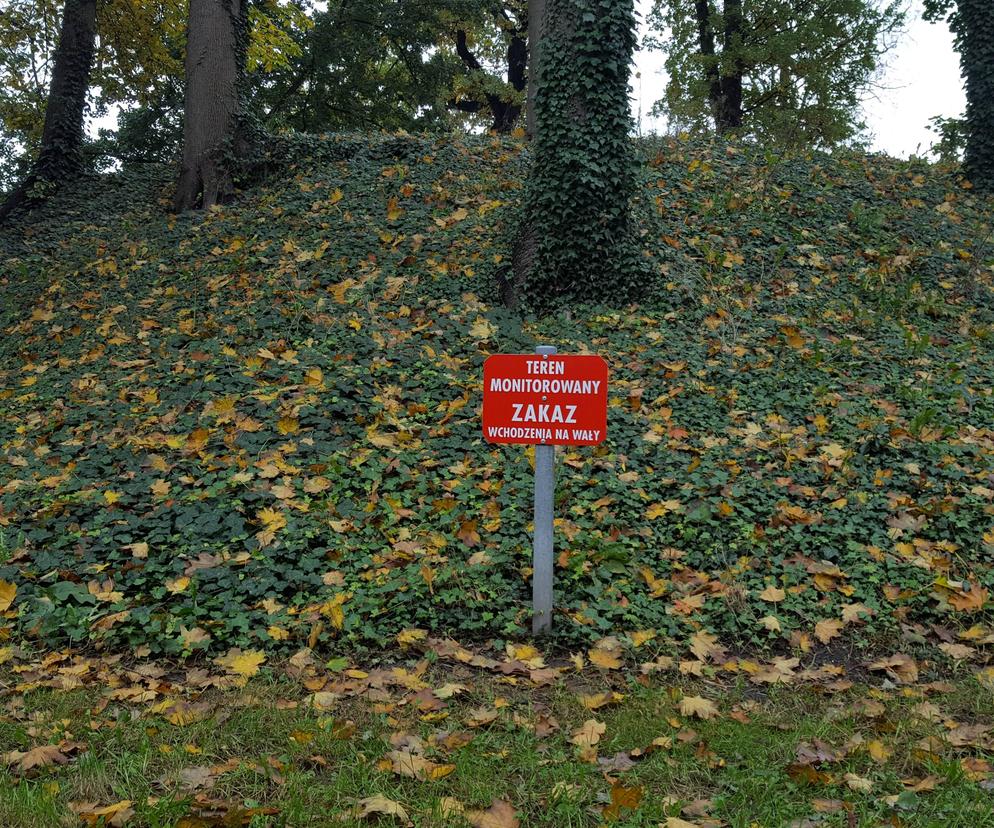 Są pieniądze na pielęgnację drzew w miejscu dawnych fortyfikacji i promenad w Lesznie