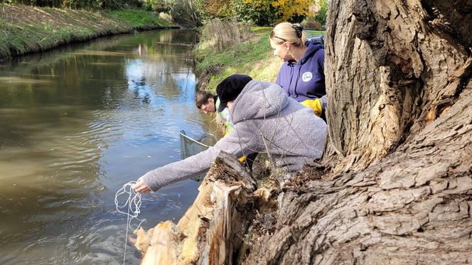 Nutrie w Rybniku są już odławiane