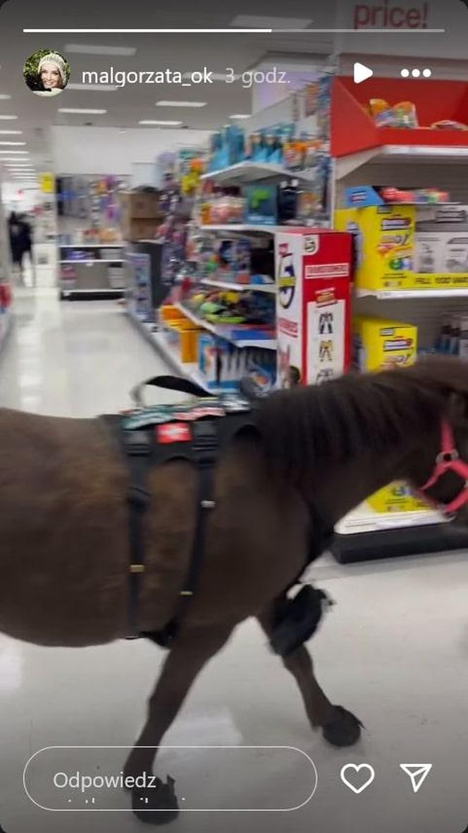 Małgorzata Ostrowska-Królikowska spotkała konia w supermarkecie. Wszystko nagrała!