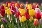 Grupy tulipanów. Czym różnią się od siebie odmiany tulipanów? 