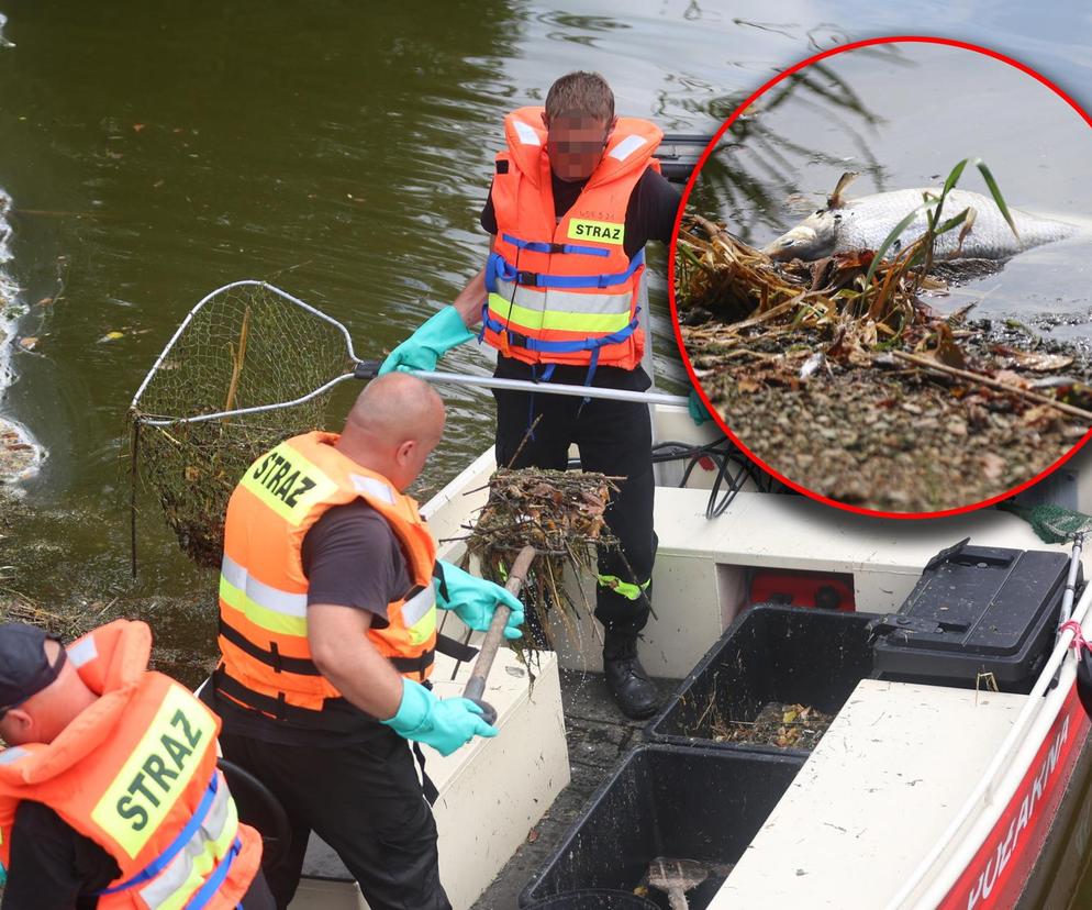 Wyłowiono już ponad 110 ton śniętych ryb. Tu już nie ma życia