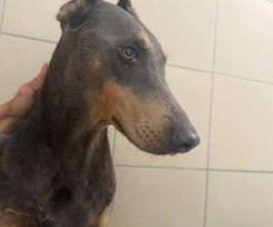 Skandal w pseudohodowli pod Krakowem! Psy żyły we własnych odchodach. Właścicielce grozi więzienie