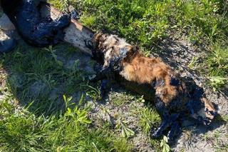 Psy uwięzione w smole. Dramatyczna akcja ratowania ofiar „ludzkiej głupoty”