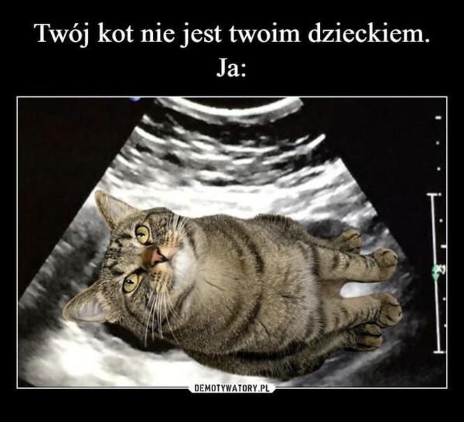Koty opanowały internet! Memy z mruczkami bawią do łez [TOP 45]