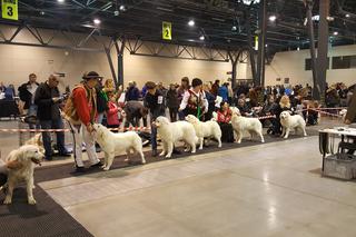 EXPO SILESIA DOG SHOW 2017