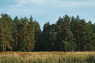 Nowy rezerwat przyrody na Podkarpaciu. Wiemy, gdzie powstanie