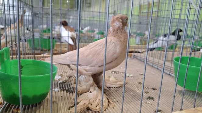 Kalisz. Rasowe gołębie, drób i króliki można podziwiać w hali OSRiR