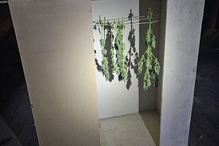 Tarnowscy policjanci zatrzymali 31-latka z dużą ilością narkotyków