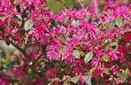 Loropetalum chińskie