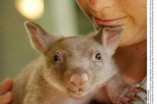 Mały wombat