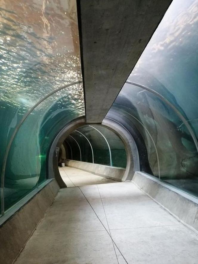 Podwodny tunel z basenem dla rekinów wypełniony wodą! Kiedy otwarcie łódzkiego Orientarium?