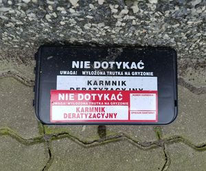  Żyją w symbiozie z gołębiami i kotami. Agresywne gryzonie opanowały blok w Warszawie