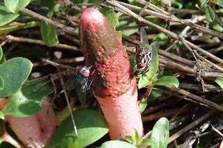 Grzyb o niecodziennym kształcie w polskich lasach. Lepiej omijać go szerokim łukiem [ZDJĘCIA]