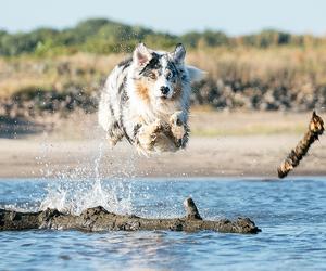 Psie plaże w Trójmieście. Tutaj możesz przyjść ze swoim pupilem